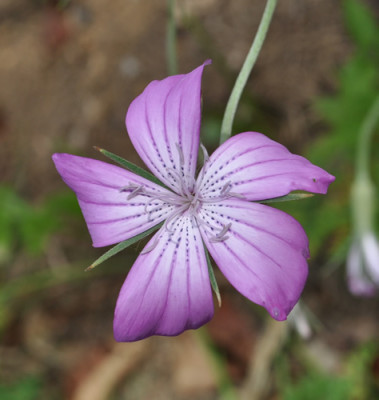 Kornrade_12__1556.jpg