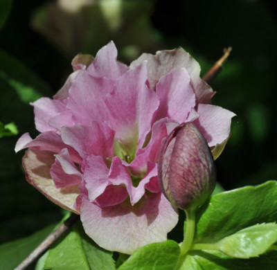 Helleborus_12__1446.jpg