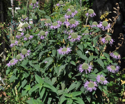 Monarde_lila__1696.jpg