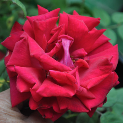 Crimson_Glory_12__2002.jpg