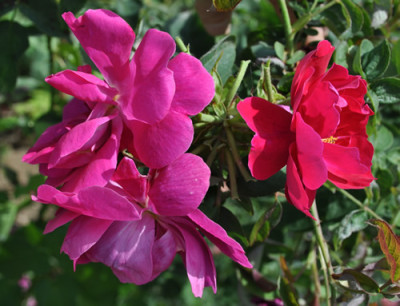 Mrs_Anthony_Waterer_12__1432.jpg
