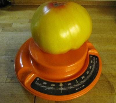 Orange_Russian_120831.jpg