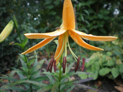 Lilium_rosthornii.jpg