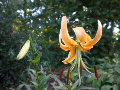 Lilium_rosthornii_0.jpg