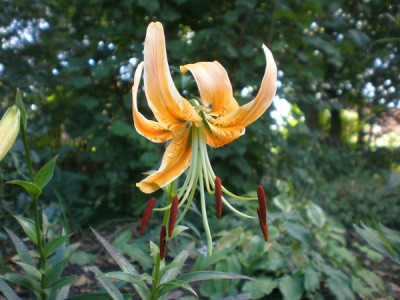 Lilium_rosthornii_1.jpg