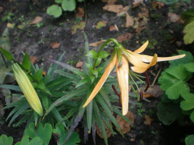 Lilium_rosthornii_2.jpg
