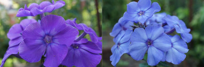 Blauer_Morgen_I.jpg
