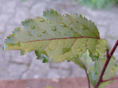 jungeres_Laub_1024x768.jpg