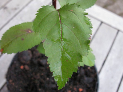 alteres_Blatt_1024x768.jpg