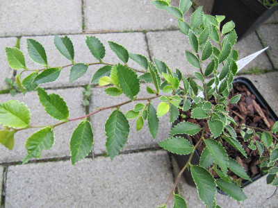 Ulmus_parvifolia_Geisha_120902.jpg