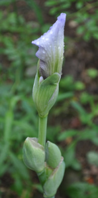 Letzte_Iris_12__2066.jpg