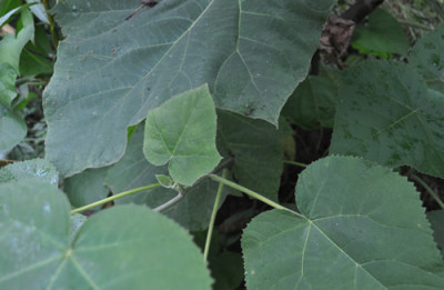 Paulownia_tomentosa_12__2063.jpg