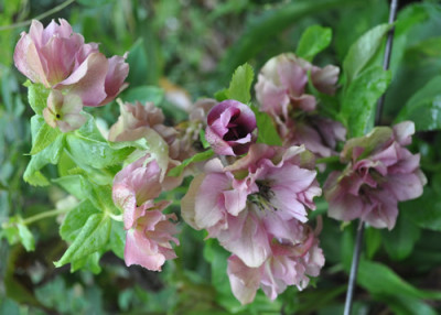 Helleborus_12__2062.jpg