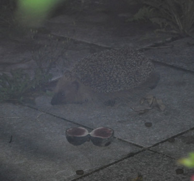 Igel_12__2071.jpg