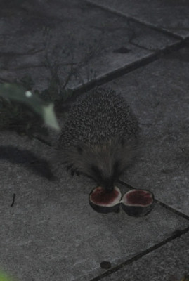 Igel_2_12__2073.jpg