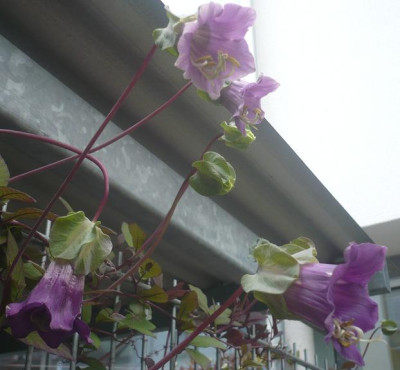 P1050422.JPG