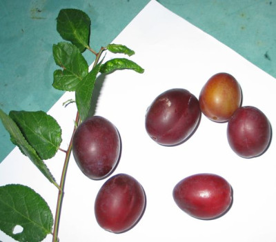 Pflaumen-ax1.jpg