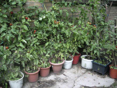 Tomaten_25082012.jpg
