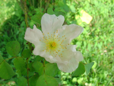 Wildenfels-rosa03.jpg