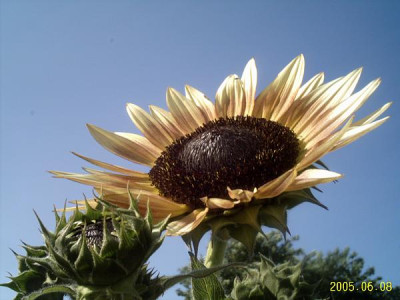 helianthus-autumngiant01.jpg