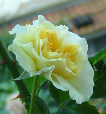 NZ_Lucia_2012_001_b005.jpg
