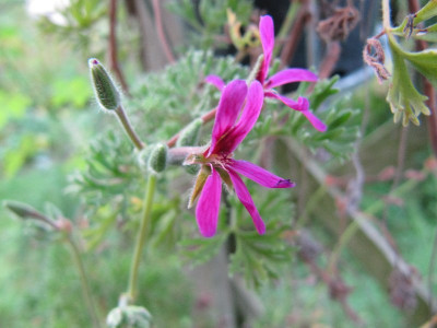 Pelargonium_dimeierii_Lila_120903.jpg