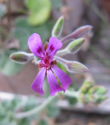 Pelargonium_reniforme_120903.jpg