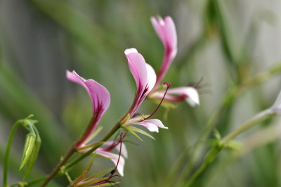 Pelarg._tetragonumPur.jpg