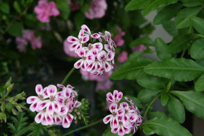 Pelargonie0512.jpg