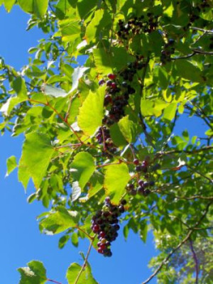 100_1039.jpg