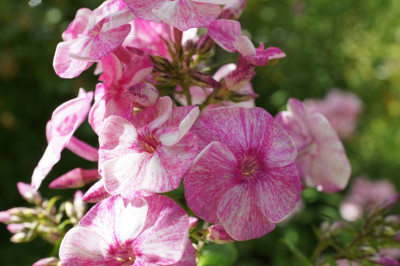 Phlox_DB.jpg