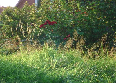 Wiese2012Sept5.JPG