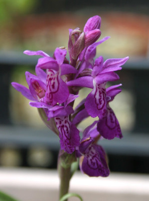 IMG_0594_eDactylorhiza.JPG