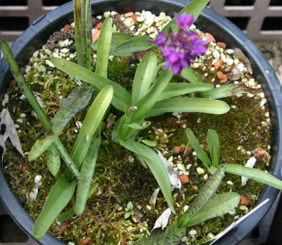 IMG_0595_eDactylorhiza_Samlinge_12-03_06-05.JPG