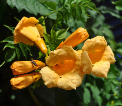 Campsis_radicans_flava_g_12__1957.jpg