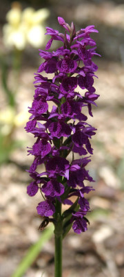 IMG_0601_eDactylorhiza_x_grandis.JPG