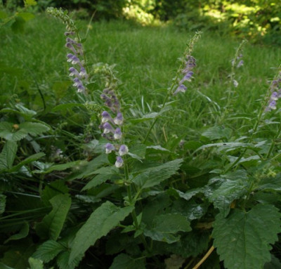 scutellaria_altissima.jpg