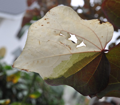 Cersis_canadensis_Forest_Pansy_12__2083.jpg