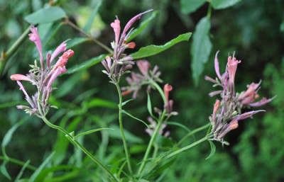 Agastache_anisate_12__2084.jpg