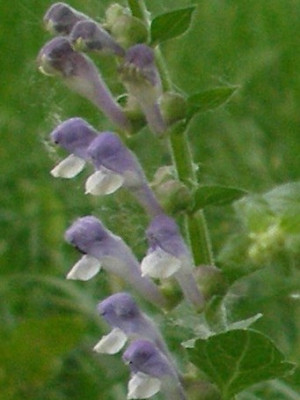scutellaria_altissima_detail.jpg