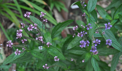 Eisenkraut_rosa_blau_12__2169.jpg