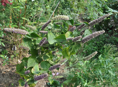 Agastache_12__2164.jpg