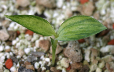 IMG_0599_eCypripedium_cordigerum_Samling_Frosch.JPG