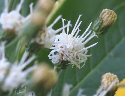 Vernonia_noveboracensis_Albiflora.jpg