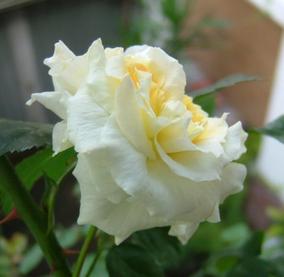 NZ_Lucia_2012_001_b006.jpg