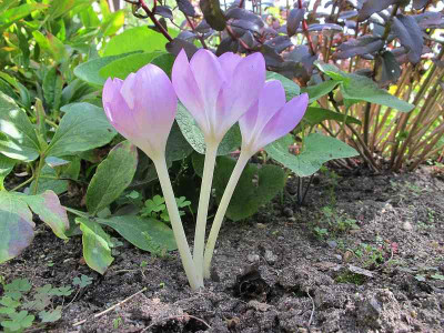 Herbstkugel_6.9.12__ue.jpg