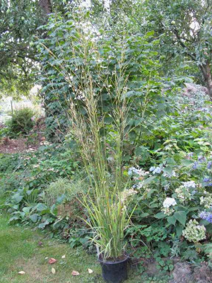 Molinia_1024x768.jpg