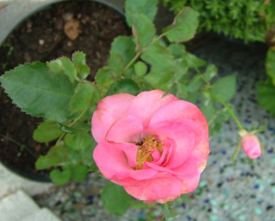 Excelsa_NK2012_02_b01.jpg