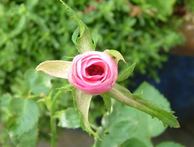 Excelsa_NK2012_02_b02.jpg