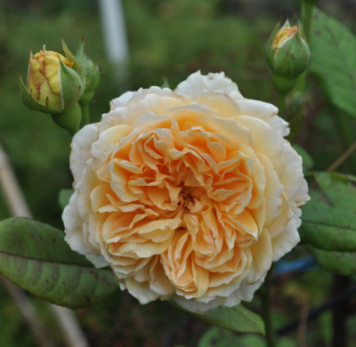 Krohn_Princess_Margareta_12__2253.jpg